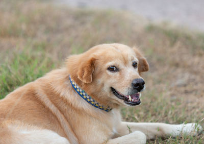 Close-up of dog looking away on field