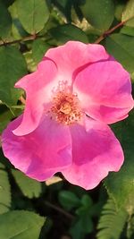 Close-up of pink flower blooming outdoors