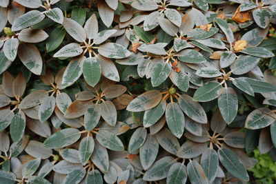 High angle view of plants growing on field