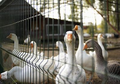 View of geese in cage