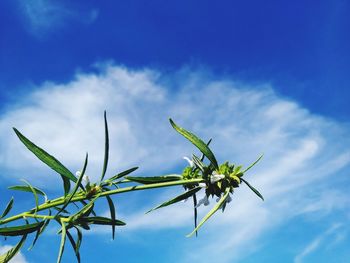 Low angle view of plant against blue sky