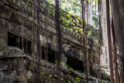 Low angle view of old ruin trees in forest