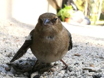 Close-up of bird perching outdoors