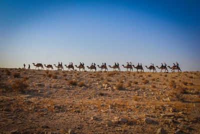 Camel train on field against clear blue sky