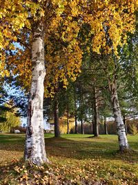 Trees growing in park during autumn