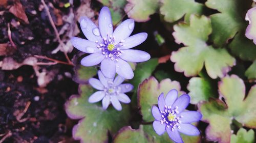 Close-up of purple flowers blooming outdoors