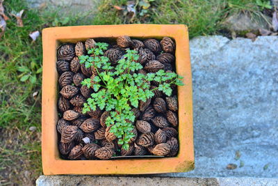 High angle view of potted plant