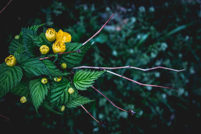 High angle view of yellow flower blooming outdoors