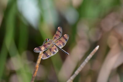 Close-up of golden dragonfly, halloween pennant, celithemis eponina