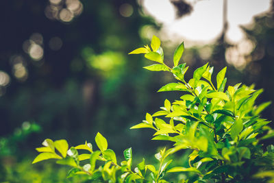 Close-up of leaves on plant
