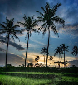 Palm trees on field against sky during sunset