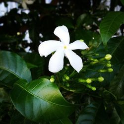 Close-up of white flower