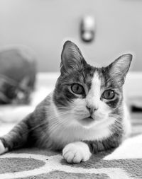 Close-up portrait of a cat