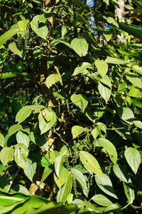 Full frame shot of fresh green plants