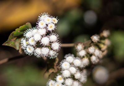 Close-up of white flowering plant