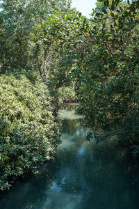 Scenic view of lake in forest