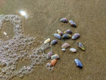 High angle view of shells on beach