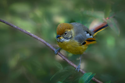 Close-up of bird perching on leaf