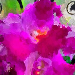 Multi colored pink flowers