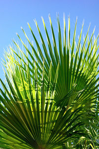 Low angle view of palm tree