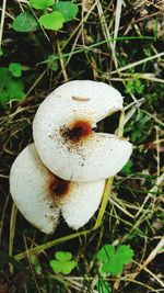 Close-up of mushrooms growing on field