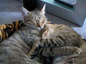 Close-up of cat sleeping