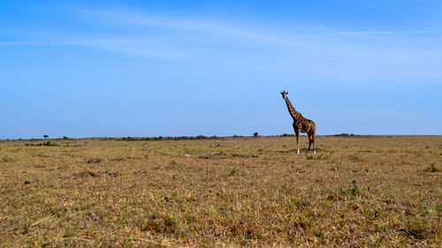 Horse on field against clear blue sky