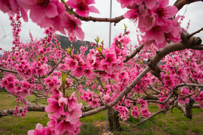 Close-up of pink cherry blossoms in spring