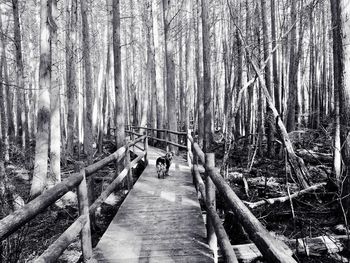 Panoramic view of trees on riverbank