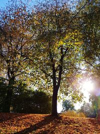 Trees in park during autumn