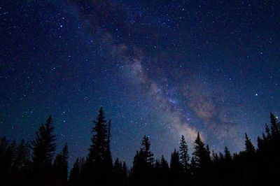 High section of silhouette trees against starry sky