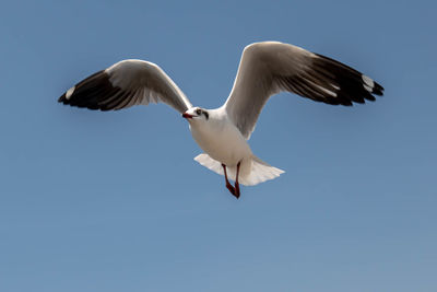 Seagull flying on beautiful blue sky