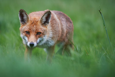Portrait of red fox standing on grassy field
