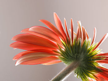 Close-up of pink flower against white background