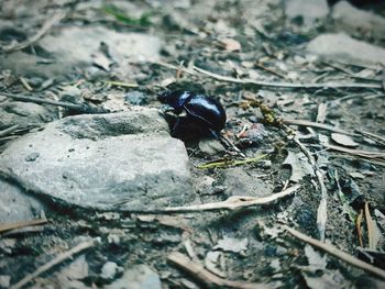 High angle view of insect on land