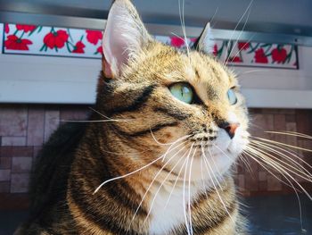 Close-up of a cat looking away