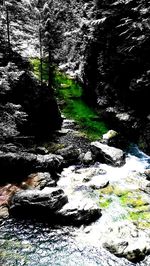 River flowing through forest