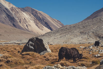 View of a horse on mountain