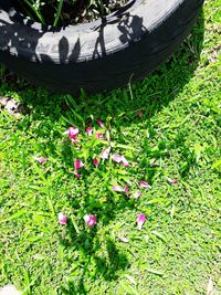 High angle view of flowering plants on field