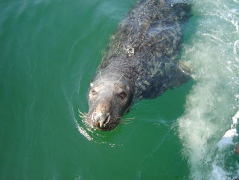 High angle view of turtle in sea