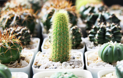 High angle view of succulent plant