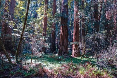 Trees in forest