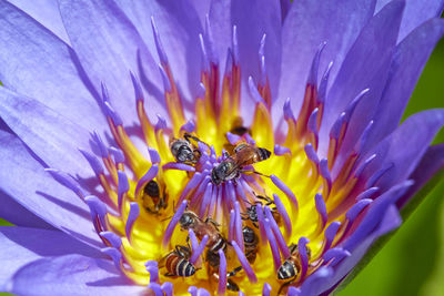 Honey beekeeping the nectar from the tassel of the lotus