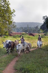 Cows standing in a field