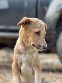 Close-up of a dog looking away