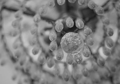 Close-up of water drops on leaf