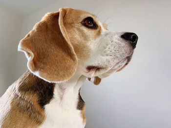 Close-up of a beagle dog over white background