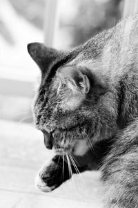 Close-up of a cat