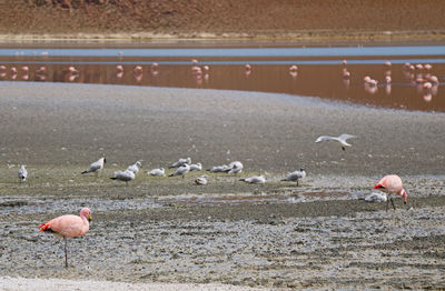 Flock of birds on beach