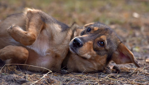 Close-up of a dog relaxing on field